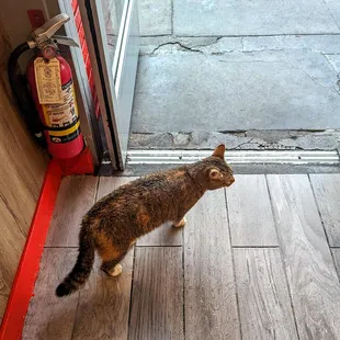 resident cat