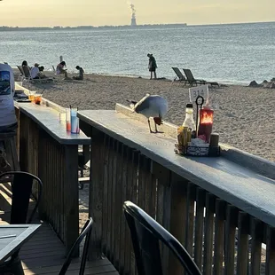 A gull stole a strawberry