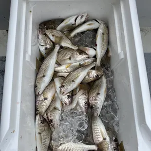 We were catching fish two at a time.  Great day!