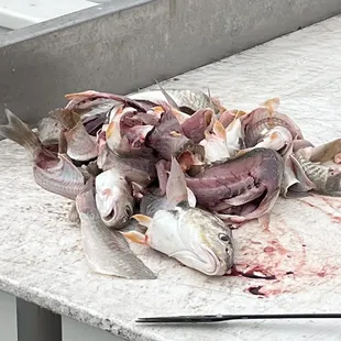 dead fish