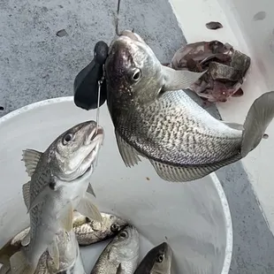 Croaker caught 2 on the same hook!
