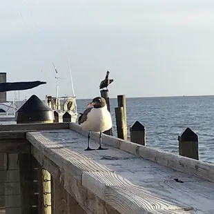 Local bird life