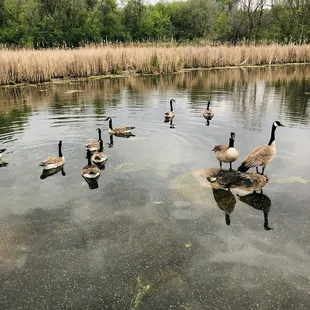 Photo from bridge with nature walk