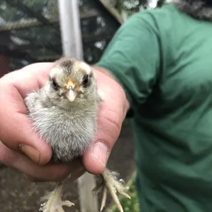 Chick - visit to the farm
