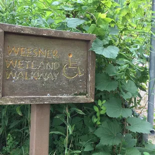 Walk over the wetland.