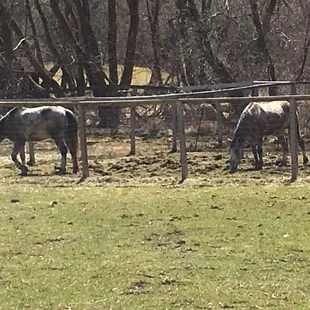 Grazing on the farm.