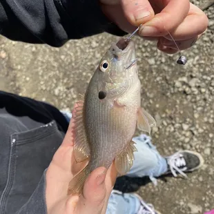 First catch of the day.