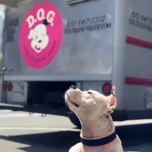 A happy Dog at DOG.