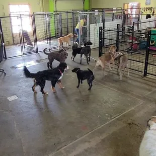 Large dog play area