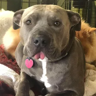 Frankie, The Goodest Boy!