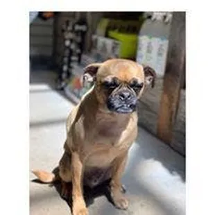 Does your pet need nutritional advice consultations? Dog Dish provide access to organic, premium, and raw diets, and a wide r...