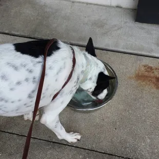 Giant water bowl outside of the store. We appreciated it! Thanks!