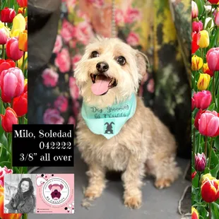 Soledad's Milo April 2022 aggressive but completed groom