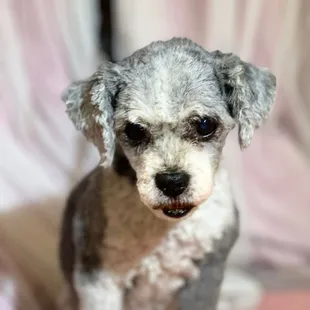 Lily the poodle mix