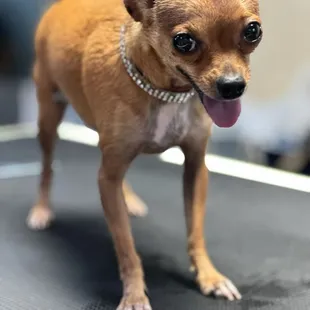 Wren the chihuahua