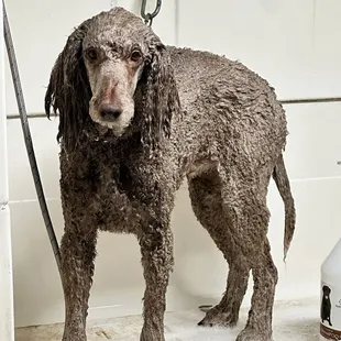 Shinobi at bath time