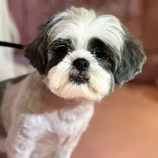 Shih tzu