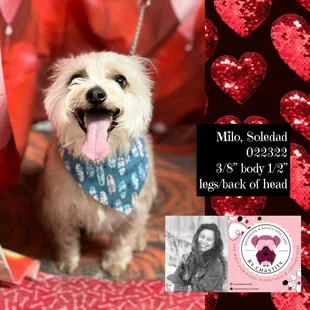 Soledad's Milo February 2022 aggressive but completed groom