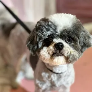 Lily the shih tzu