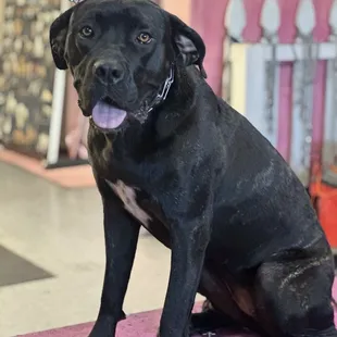 Medusa the Cane Corso