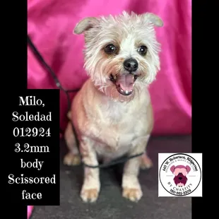 Soledad's Milo January 2024 aggressive but completed groom