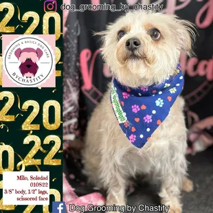 Soledad's Milo January2022 aggressive but completed groom