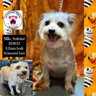 Soledad's Milo October 2022 aggressive but completed groom