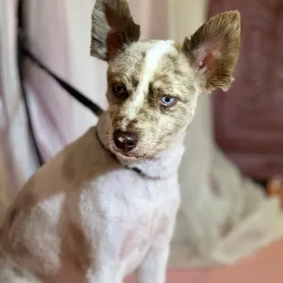 Nick Jonas the little dog