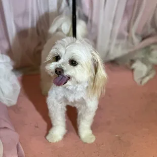 Sebastian the shih tzu