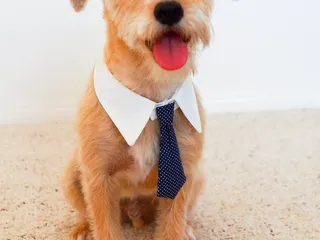 Bark Avenue Grooming