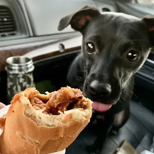 Chili cheese dog and a jealous dog