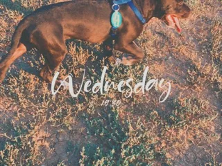 Gupton's Pets and Supplies