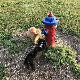 Fun things to hike a leg on