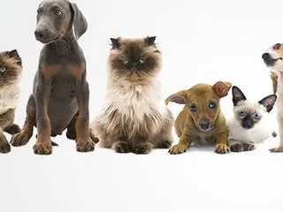 Bonjour's Puppy Parade