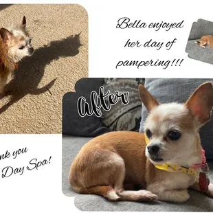 Took Bella to Doggie Day Spa. She looked fantastic &amp; I really enjoyed talking to Becky. Can't wait to take her back!