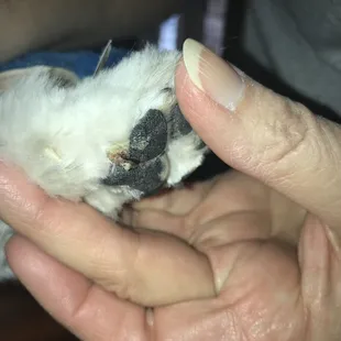 Dog came home with a cut on her paw and a slash on her thigh. They have too many dogs at one time and clearly rush (and end up harming dogs)