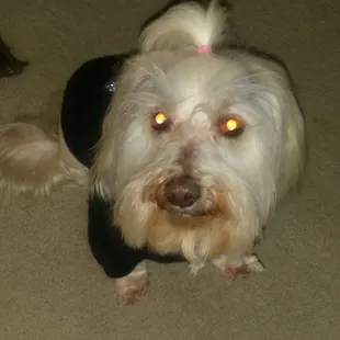 Bailey with his cute cut from Doggies Day Out.