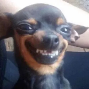 As a discriminating Chihuahua I give Doggy Daycare 5 Paws out of 5.