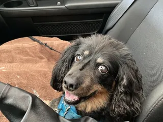 Countryside Pet Clinic & Resort