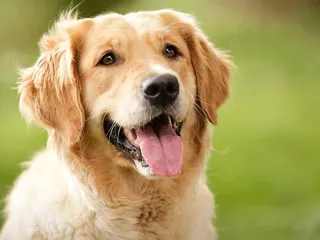 Heartland Animal Hospital