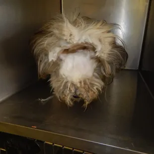 Matted pet? Let us make your pet fabulous!!!