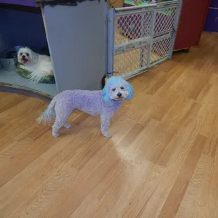 Add some color with our pet safe dye.  Variety of colors to choose from.