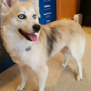 My baby Oakley after her groom!!