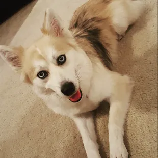 My baby Oakley after her groom!!