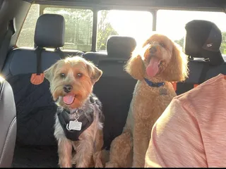 Dogtopia - Omaha-Millard