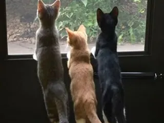 Riverside Meadows Pet Motel