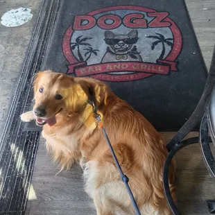 Kealoha at Dogz!