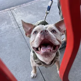 Just a cute pup who stopped to say hi!