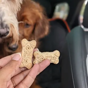 two dogs in a car