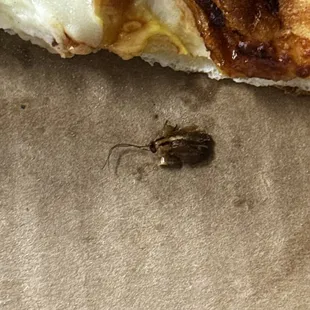 I bought a pizza at 12:15 pm 2/7/25 as I was eating I realized I ate a roach in my pizza I will never come back